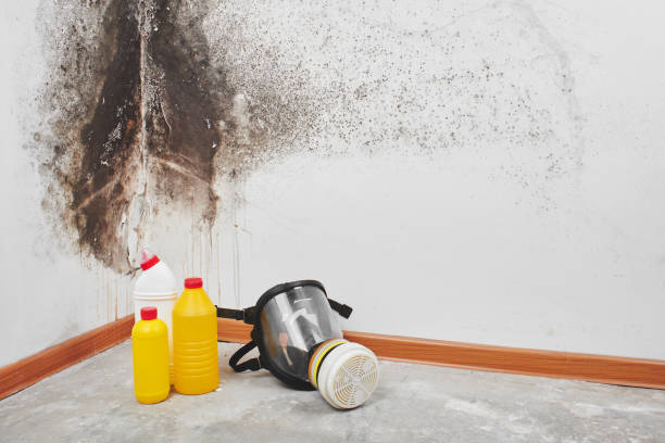 Best Toxic Mold Removal  in Dewart, PA