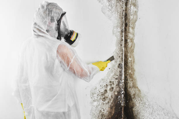 Best Mold Removal Specialists  in Dewart, PA