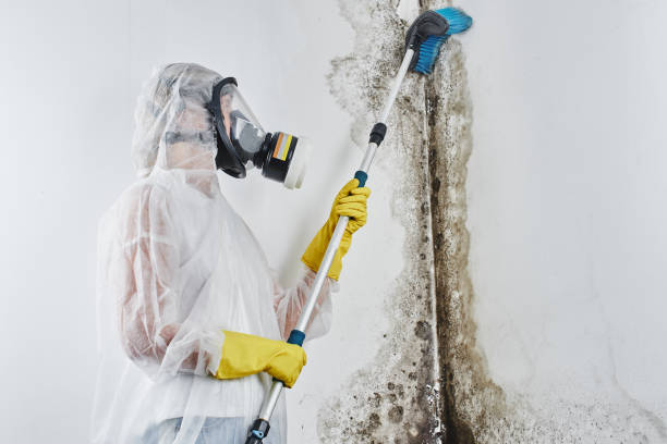 Mold Removal Process in Dewart, PA