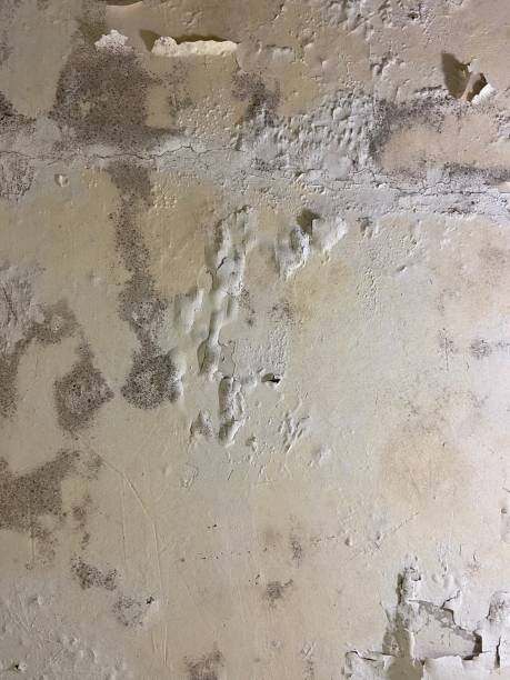 Best Professional Mold Removal  in Dewart, PA