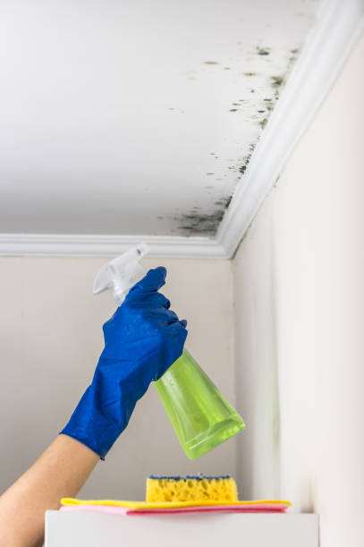 Best Mold Removal Process  in Dewart, PA